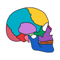 Anatomie