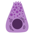 Histologie